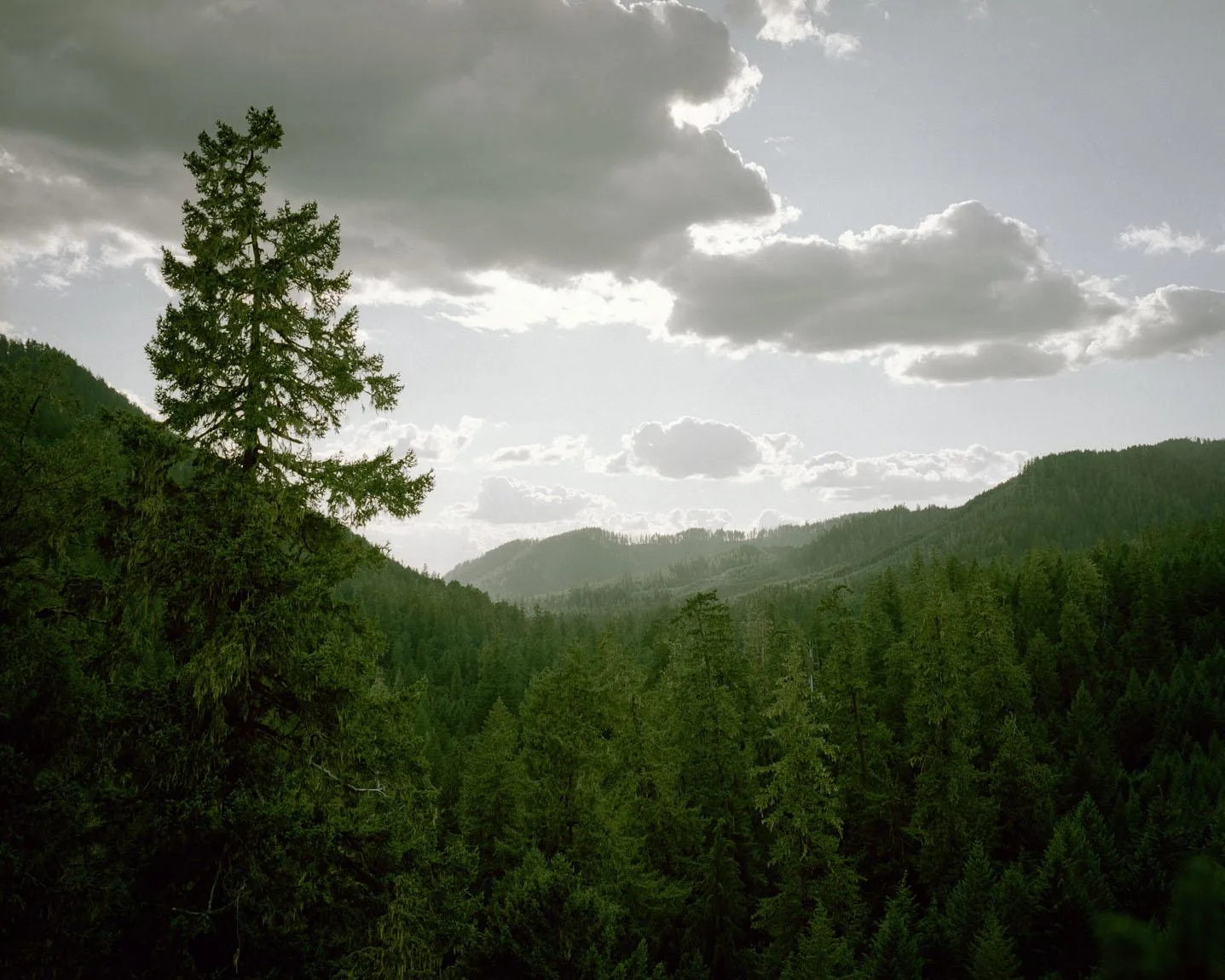 "Taking Tree Hugging To New Heights", The Wall Street Journal