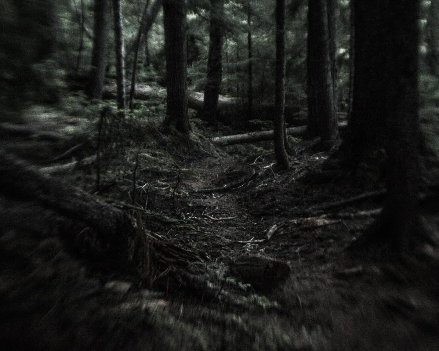 Woods path next to the White River