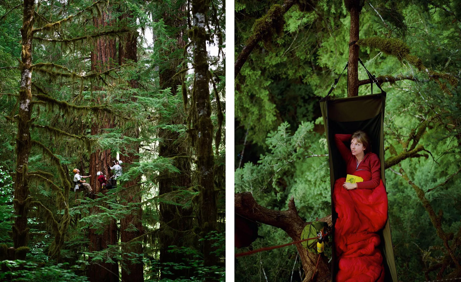"Taking Tree Hugging To New Heights", The Wall Street Journal