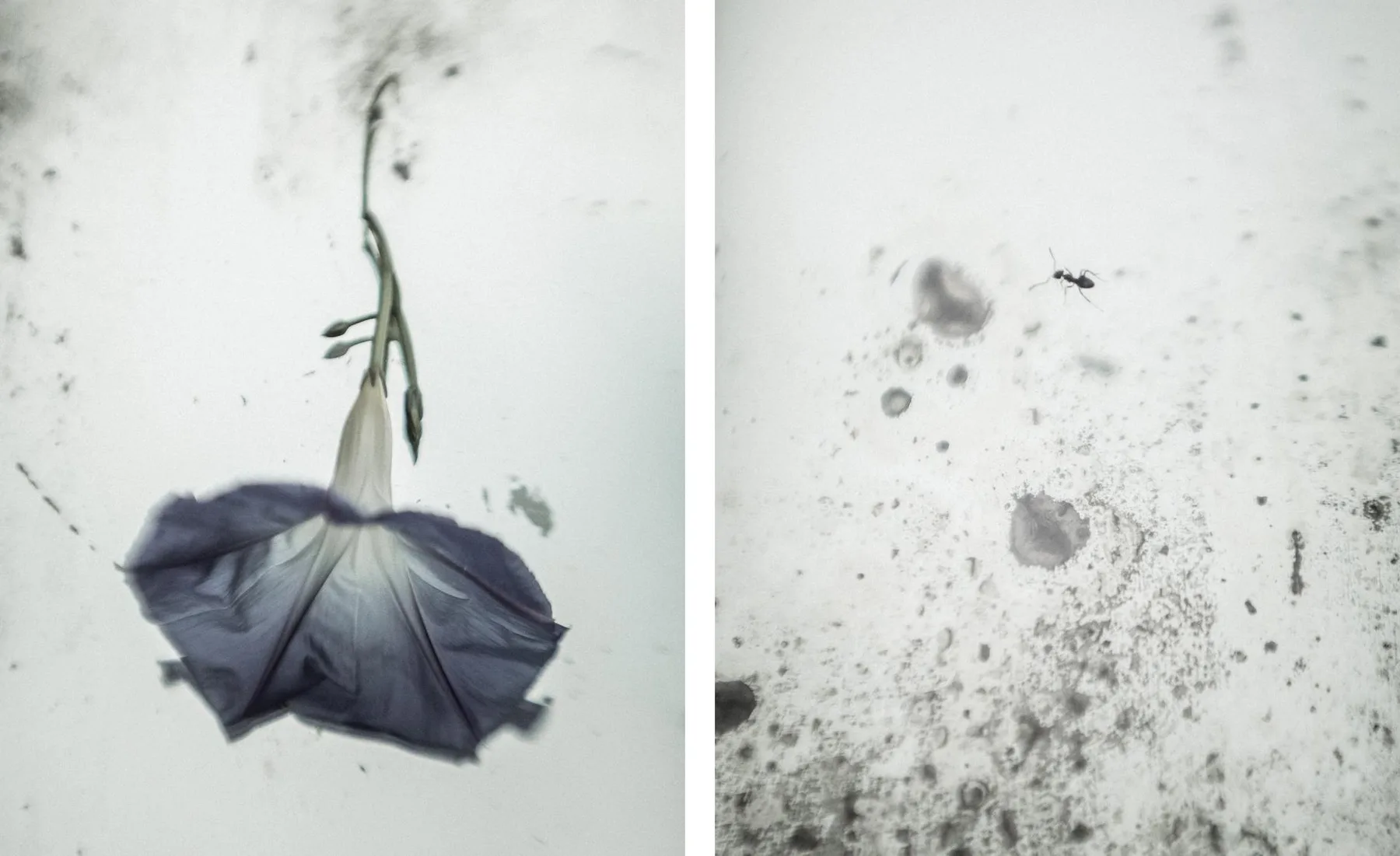 Morning glory / Ant