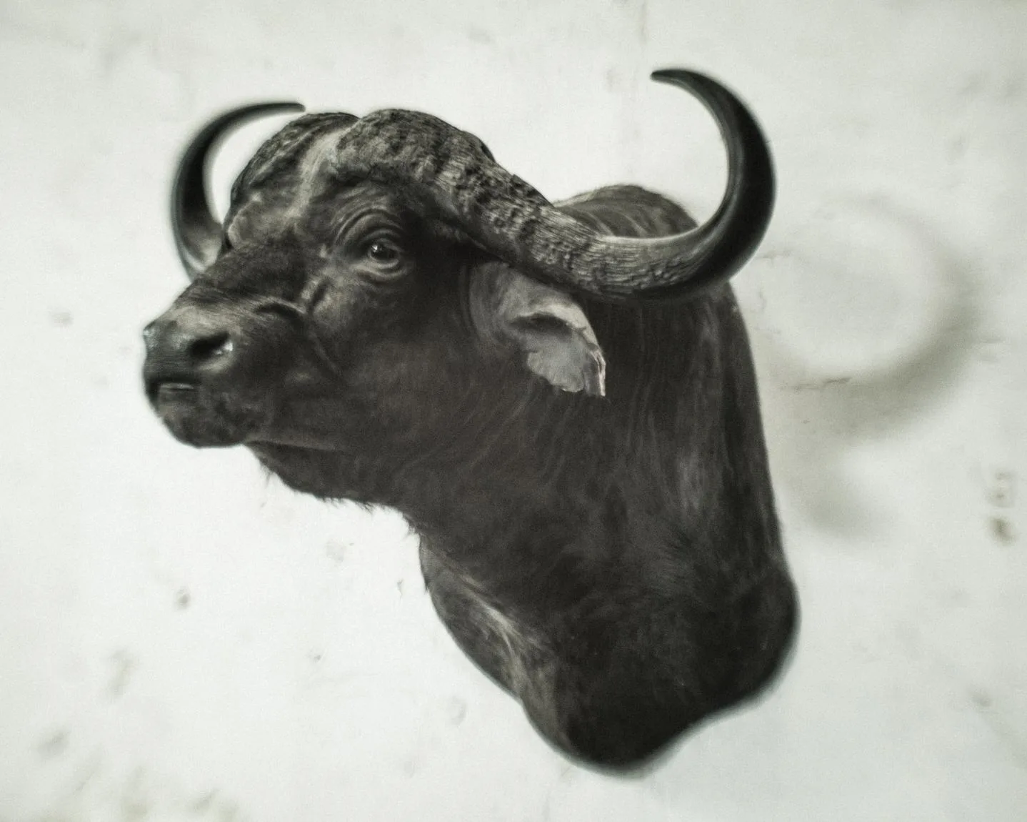 Cape Buffalo on the wall at Paper Agency