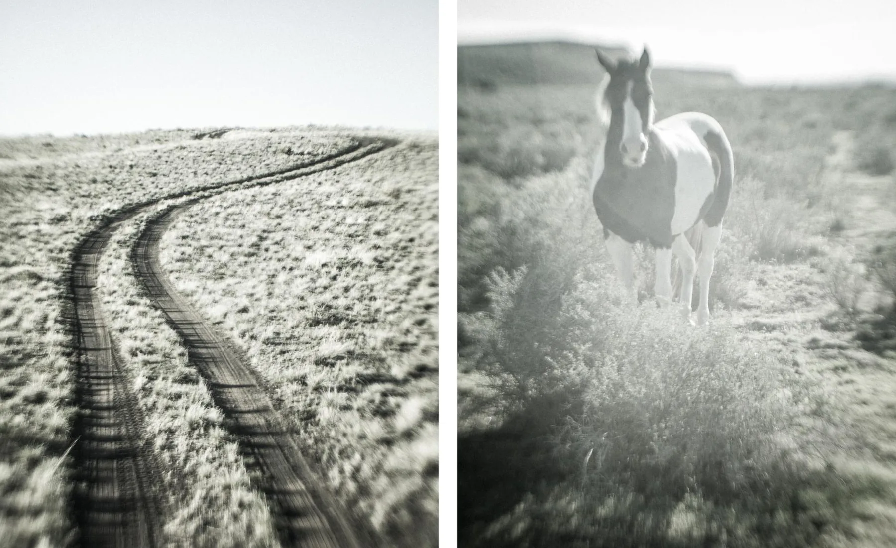 Two track near Diamond / Horse off HWY 205