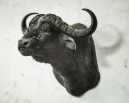 Cape Buffalo on the wall at Paper Agency, None